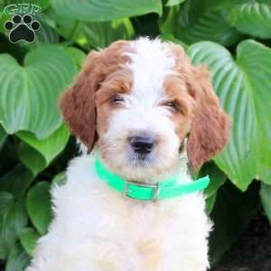 Niko, Goldendoodle Puppy