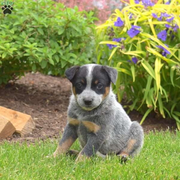 Nitro, Blue Heeler – Australian Cattle Dog Puppy