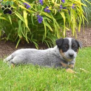 Nitro, Blue Heeler – Australian Cattle Dog Puppy