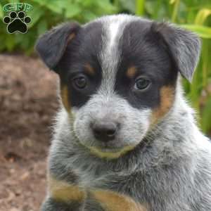 Nitro, Blue Heeler – Australian Cattle Dog Puppy