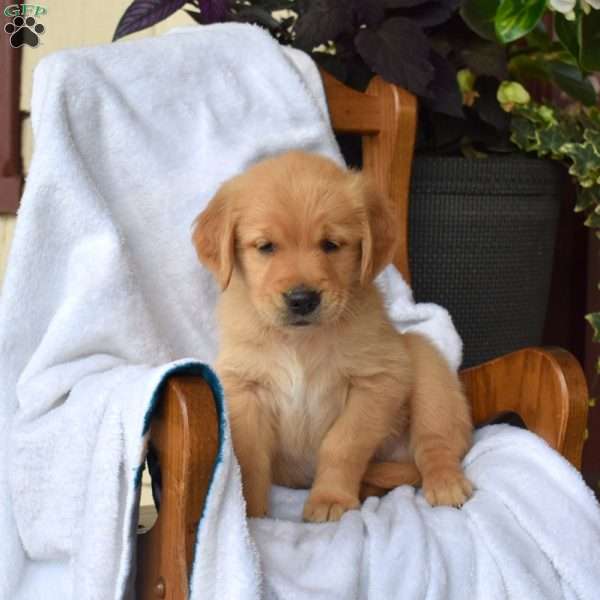 Nixon, Golden Retriever Puppy