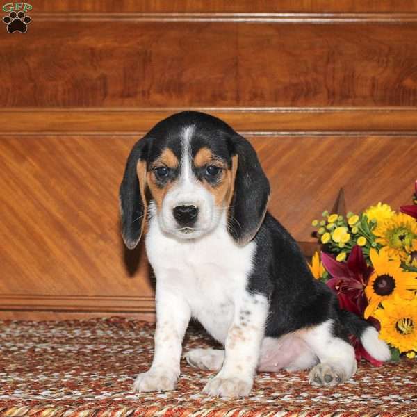 Noah, Beagle Puppy