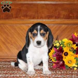 Noah, Beagle Puppy