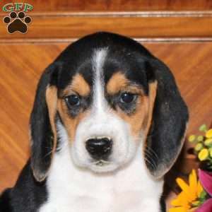 Noah, Beagle Puppy