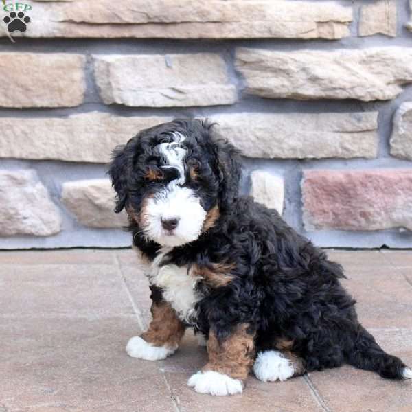 Noelle, Mini Bernedoodle Puppy