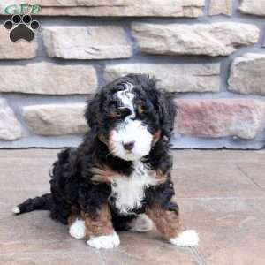 Noelle, Mini Bernedoodle Puppy