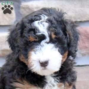 Noelle, Mini Bernedoodle Puppy