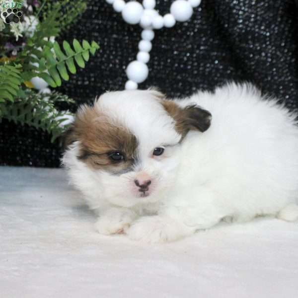 Nora, Shih Tzu Mix Puppy