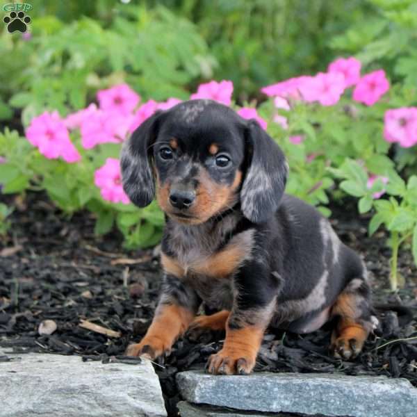 Nora-Mini, Dachshund Puppy