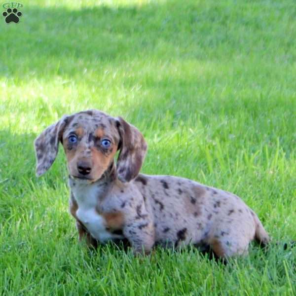 Nora-Miniature, Dachshund Puppy