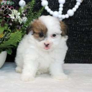 Nora, Shih Tzu Mix Puppy