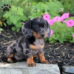 Nora-Mini, Dachshund Puppy