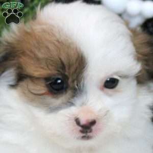 Nora, Shih Tzu Mix Puppy