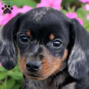 Nora-Mini, Dachshund Puppy