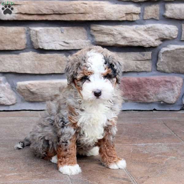 Nori, Mini Bernedoodle Puppy