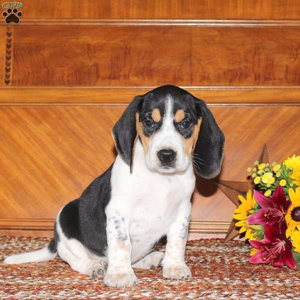 Norman, Beagle Puppy