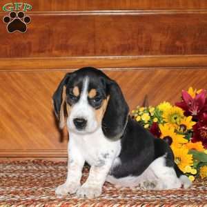 Norman, Beagle Puppy