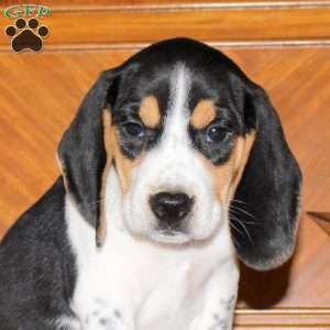 Norman, Beagle Puppy
