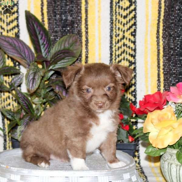Norris, Chihuahua Puppy