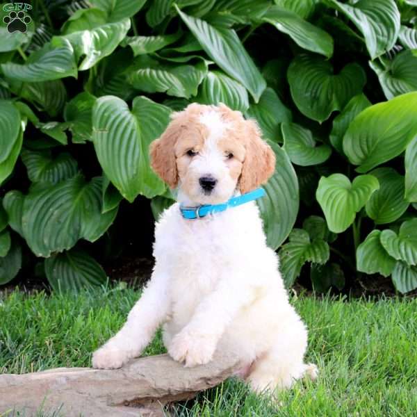 Norris, Goldendoodle Puppy