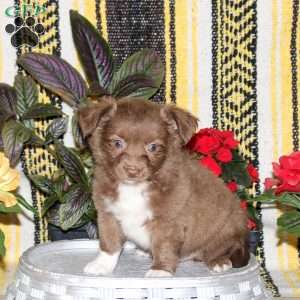 Norris, Chihuahua Puppy