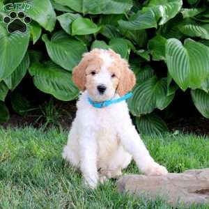 Norris, Goldendoodle Puppy