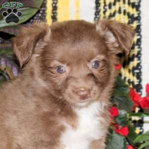 Norris, Chihuahua Puppy