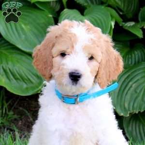Norris, Goldendoodle Puppy