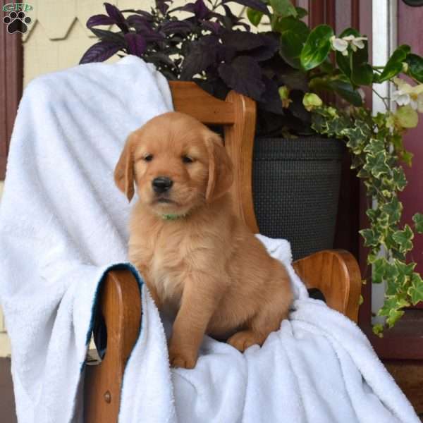 Nova, Golden Retriever Puppy