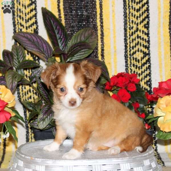 Nova, Chihuahua Puppy