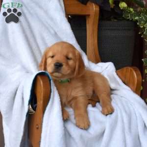 Nova, Golden Retriever Puppy