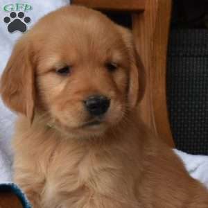 Nova, Golden Retriever Puppy