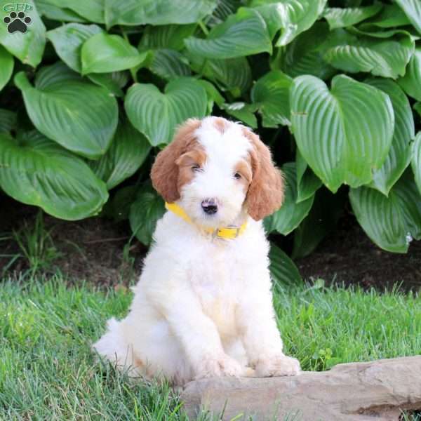 Nugat, Goldendoodle Puppy