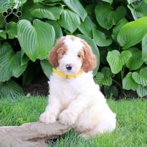 Nugat, Goldendoodle Puppy