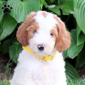 Nugat, Goldendoodle Puppy