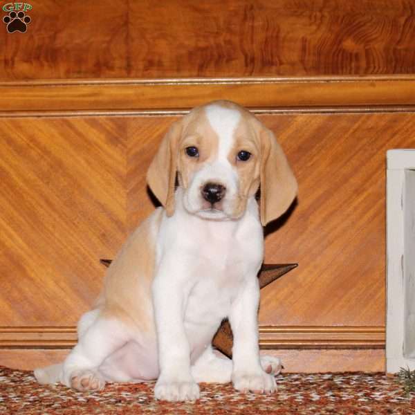 Oatmeal, Beagle Puppy