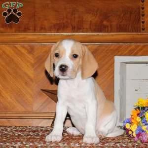 Oatmeal, Beagle Puppy