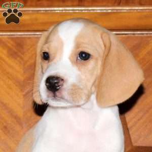 Oatmeal, Beagle Puppy