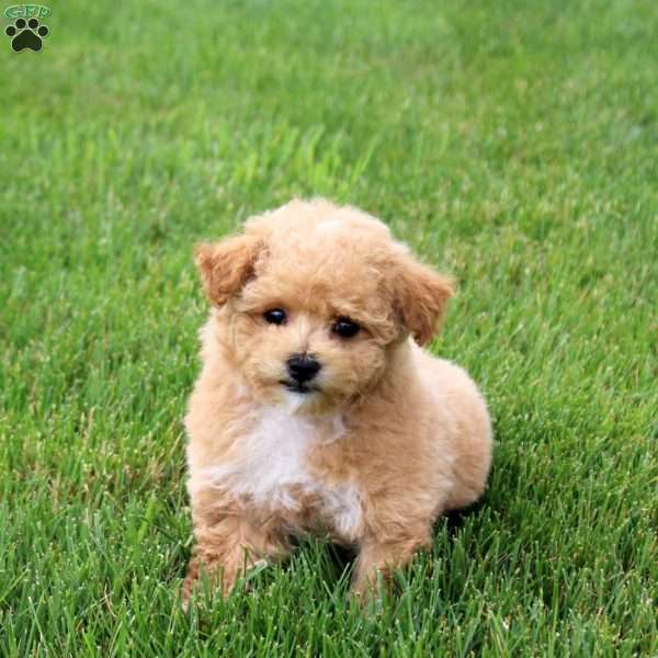 Ocean, Bich-Poo Puppy