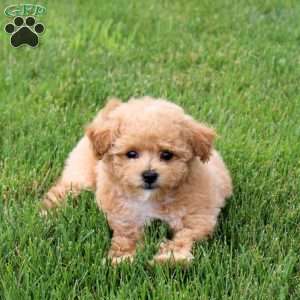 Ocean, Bich-Poo Puppy