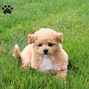 Ocean, Bich-Poo Puppy