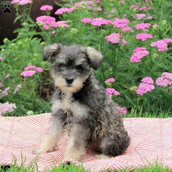 Odette, Miniature Schnauzer Puppy