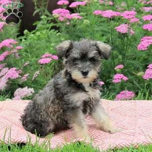 Odette, Miniature Schnauzer Puppy