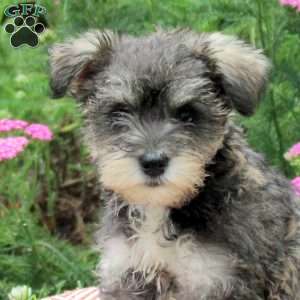 Odette, Miniature Schnauzer Puppy