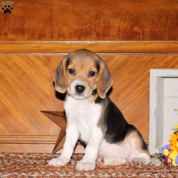 Olive, Beagle Puppy