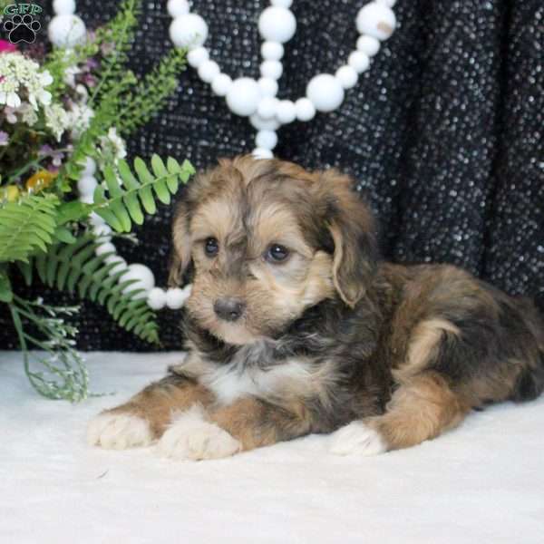 Olive, Yorkie Poo Puppy