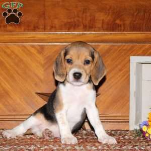 Olive, Beagle Puppy