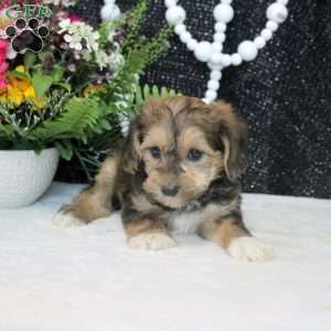 Olive, Yorkie Poo Puppy