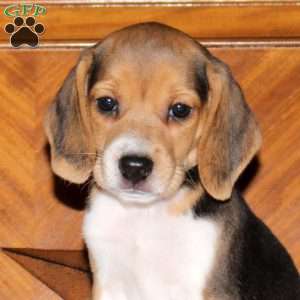 Olive, Beagle Puppy