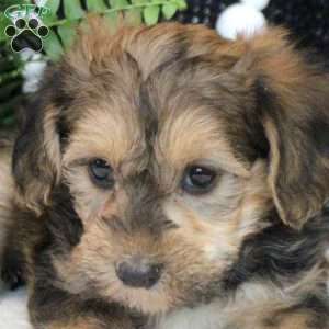 Olive, Yorkie Poo Puppy
